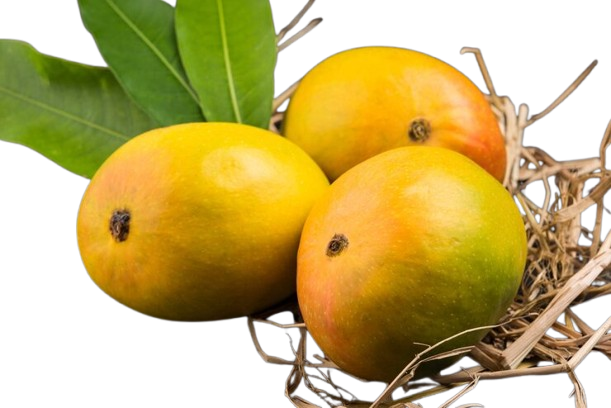 Alphonso Mango