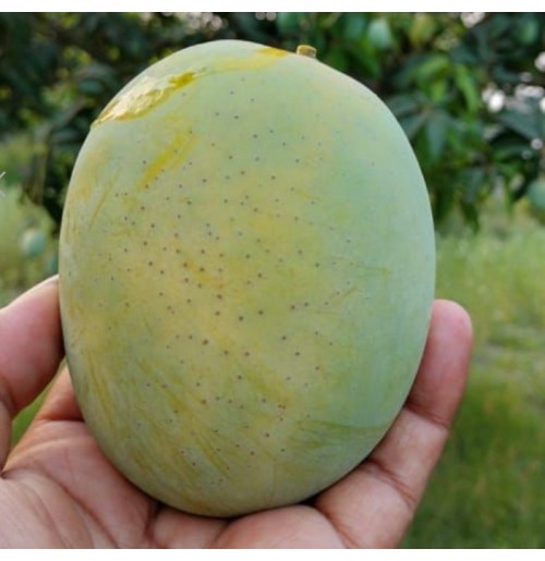 Himsagar Mango